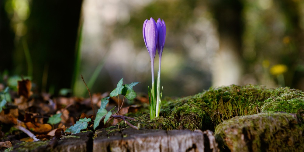 Élet a halál után